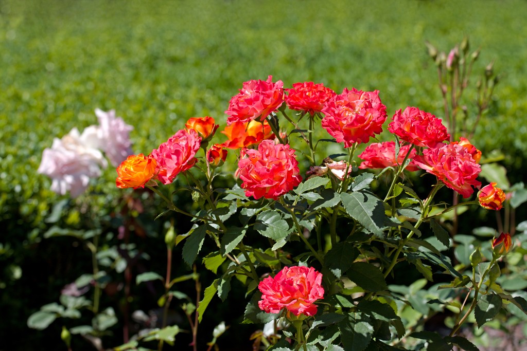 Rozentuin van Coloma